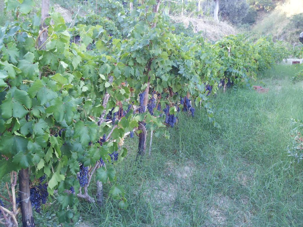 Il Giardino Di Ausonia Bed and Breakfast Reggio di Calabria Exteriör bild